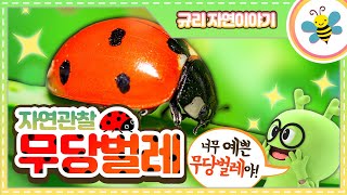 자연관찰 무당벌레ㅣ나는 정말 맛이 없어!ㅣ자연관찰ㅣ곤충백과ㅣ곤충도감ㅣ점박이무당벌레ㅣ칠성무당벌레