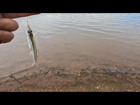 Pesca en embalse tutuben cauquenes.#pesca #pejerrey #pescachile #pejerreyes 