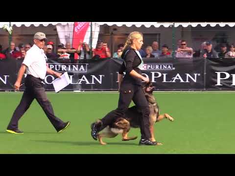 Duke vom Spektefeld - SV Bundessiegerprüfung 2017 - B