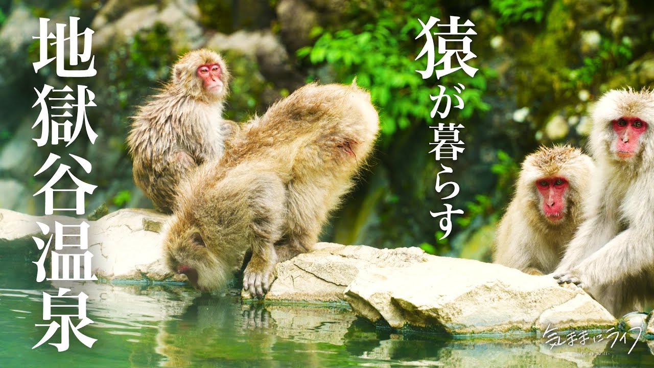 【ソロキャンプ】小雨降る朝、長野の蕎麦屋と猿の楽園