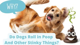 Why Do Dogs Roll in Poop (And Other Stinky Stuff)?