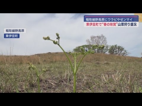 YouTube Video GWに山菜狩りを楽しもう！　ワラビやゼンマイが自生する稲取細野高原　静岡・東伊豆町