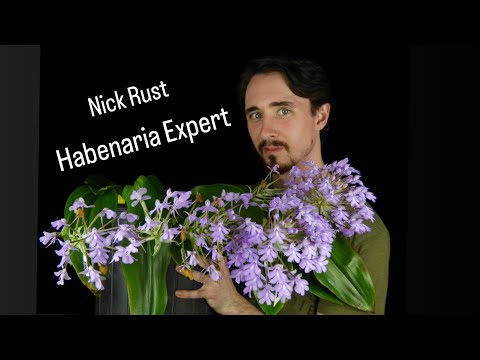 Growing Habenaria - with Nick Rust