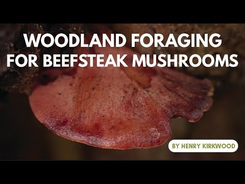 Woodland Foraging for Beefsteak Mushrooms