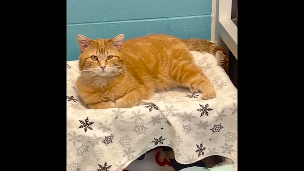 Enlarge Chadwick Worthington III, a Adoptable Domestic Short Hair in Lansing, MI video 4/4