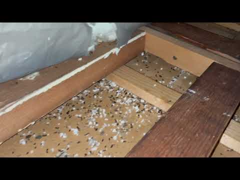Not Squirrels But Mice in the Attic in Spring Lake, NJ