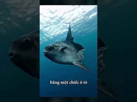 Đặc Điểm Kỳ Lạ Của Cá Mặt Trời | Xi Bát Tô 2 #short #shorts