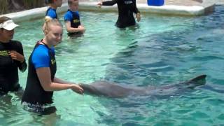 Swim with the Dolphins UK Girls Video