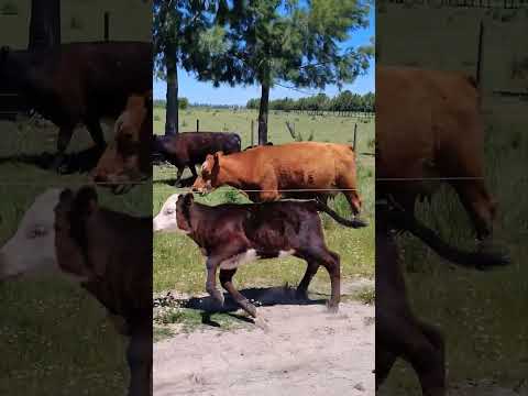 Campo y Vacas en Coronel Brandsen Buenos Aires Argentina