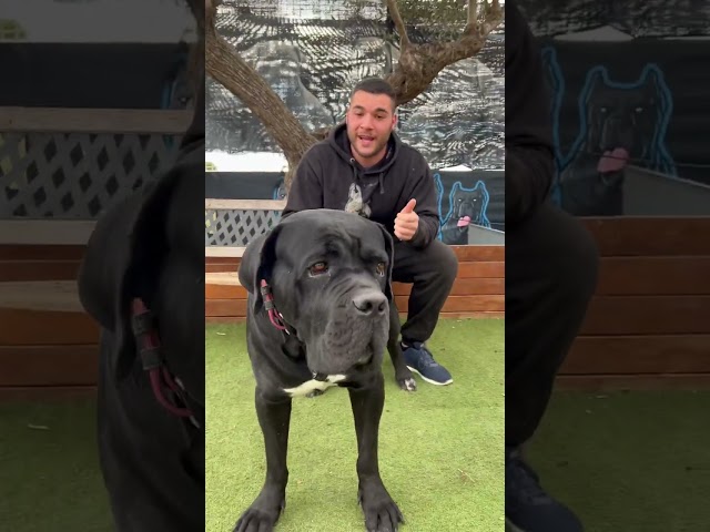 Vídeo relacionado con Huesos Perros Medianos de Queso Himalaya Mordedor 100% Natural Pack 2 M