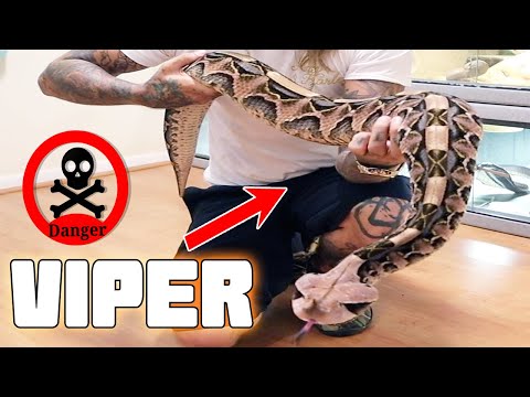 MASSIVE GABOON VIPER! | Tyler Nolan