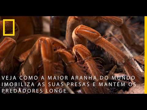 Veja como a maior aranha do mundo imobiliza as suas presas  | National Geographic Portugal
