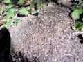 A Day In The Life Of An Ant Hill