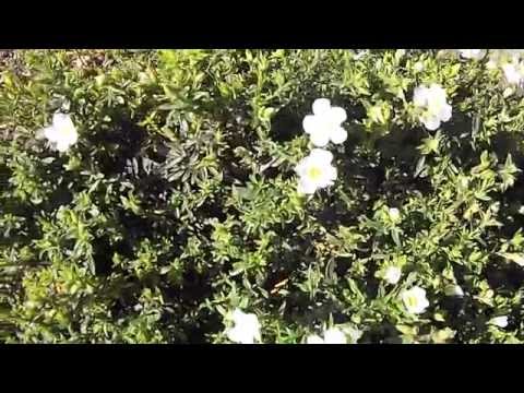download lagu mp3 mp4 Erodium White, download lagu Erodium White gratis, unduh video klip Erodium White