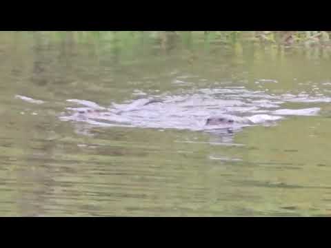 Otters forming attack positions to get the dog!