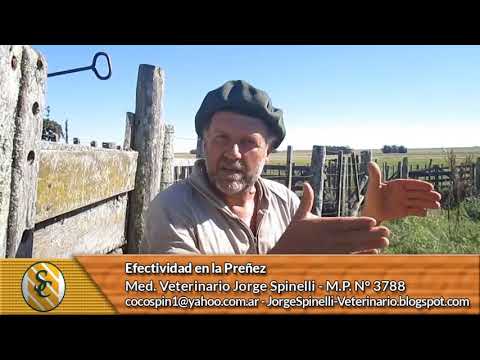 Dr Jorge Spinelli -  Efectividad en la Preñez