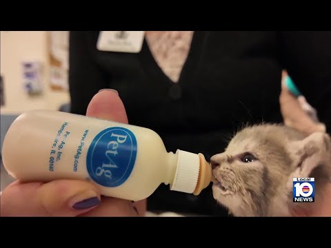 Florida Trend Video Pick - Video
