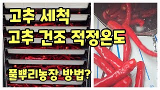 고추 수확 세척 건조 적정온도 괴산청결고추 홍고추 건고추 [고추재배방법]