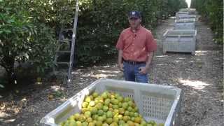 preview picture of video 'Markon Live from the Fields: Orange Harvesting, September 6, 2012, McFarland, California'