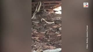 Texas man finds horrific rattlesnake den under abandoned cabin