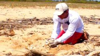 preview picture of video 'Planetabixo na desova de tartarugas no litoral do Piauí'