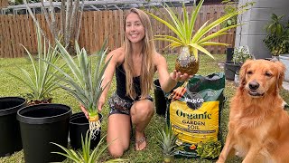 Back Yard Pineapple Plants, My Chickens & Luffa Vines! (Vlog)