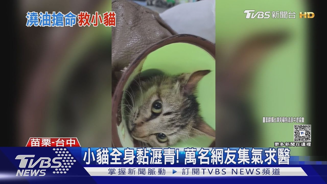 失足小貓遇浩劫 掉瀝青桶受困喵喵叫