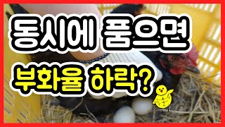 (닭) 두 마리가 알을 품는다!! - 쌍포란