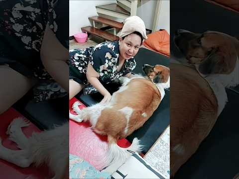 😍😍 #dog #pets #doglife #shorts