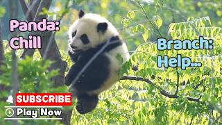 Tiny Branch: I'm Doing My Best But... | iPanda