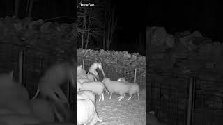 From the Wall to the Flock in Seconds… Then It Was Gone. #shorts #cctv #scary #creature #fyp