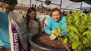 PLANTA FORMIGUEIRO: O REPLANTIO DA MINHA PRIMEIRA 