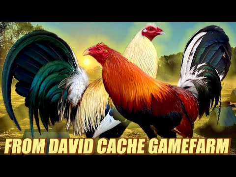 Sweater Mel Brownred Hatch And Clement Grey Giros Albany - FROM DAVID CACHE GAMEFARM