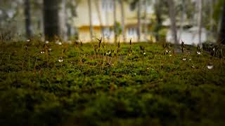 Download lagu THUMBAPOO POLE CHIRICHUM ... mp3 Download lagu THUMBAPOO POLE CHIRICHUM ... mp3