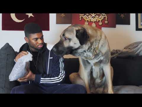 Der Hundesitter 🐶😱mit CEM TV| FRANKY AllSTAR