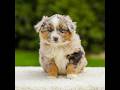 Miniature Australian Shepherd dogs for sale: Turner - Video 1