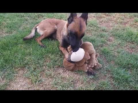 Belgian Maligators Malinois