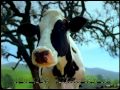 California Cheese Bloopers Nose