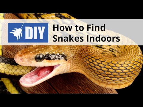  How to Find Snakes Indoors Video 