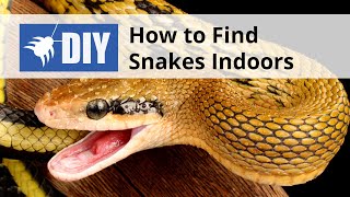 How to Find Snakes Indoors   Snake Inspection