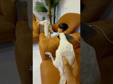 دانيال ولدجاجة 🐥🤣👆🏿❤️