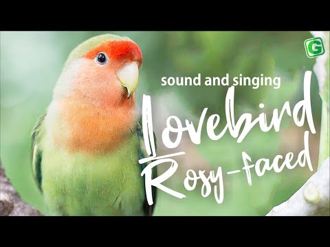 Lovebird Call And Song | Lovebird Singing & Chirping Sounds