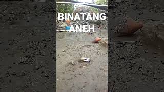 Download lagu BINATANG ANEH#binatang#hewan#aneh#lucu#menyeramkan#laut#pantai mp3