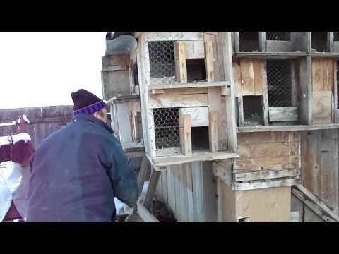 Porumbei Voiajori Stefan Bacau 1