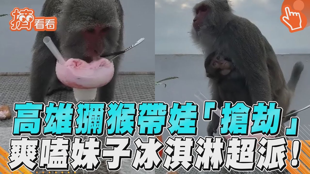 影音／高雄獼猴帶娃「搶劫」　爽嗑妹子冰淇淋超派！