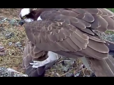 Louis the Loch Arkaig Osprey resists Aila's blandishments and won't move 10 May 2020