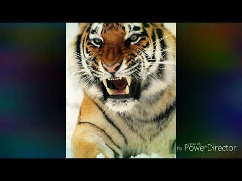 Club Action VS El Mariachi VS Bad Touch VS SMACK VS Ready [King Crazy Mashup]