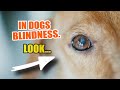 BLINDNESS In DOGS ️ Symptoms Treatments And How To Care