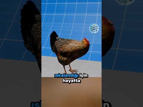 Kafasız Yaşayan Mucize Tavuk Mike 🐔🩸🧠