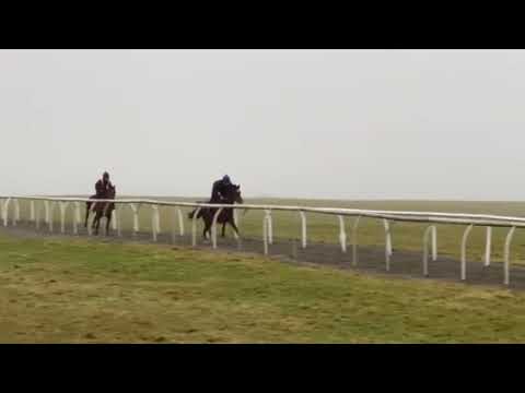 Havana Gold x Showstoppa 2yo leading on the Low Moor gallops